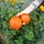 September Sun Produce