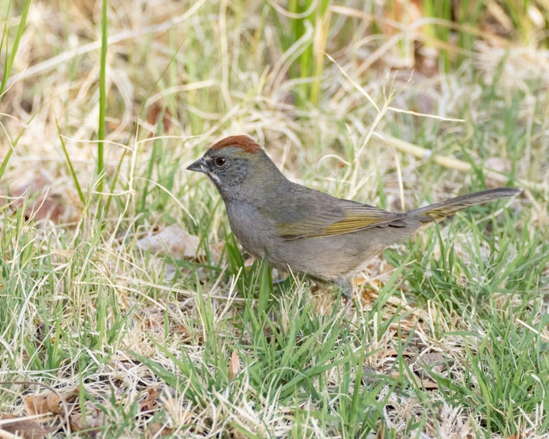 20250430-Chiricahuas-42-Edit.jpg 20250430-Chiricahuas-42-Edit.jpg