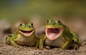 frogs