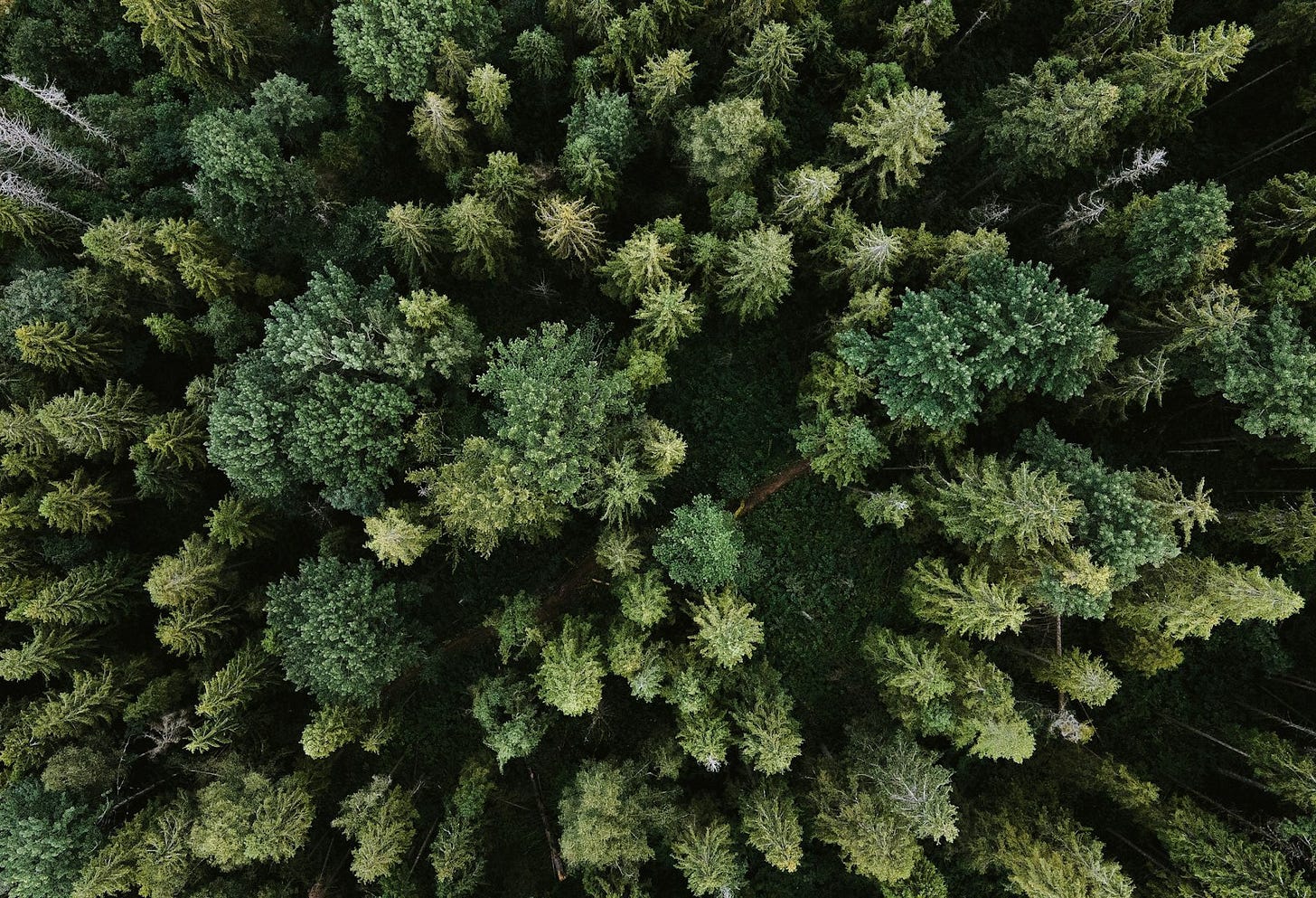green pine tree during daytime