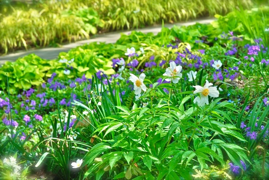 Chanticleer's Oak Bed filled with spring delights!