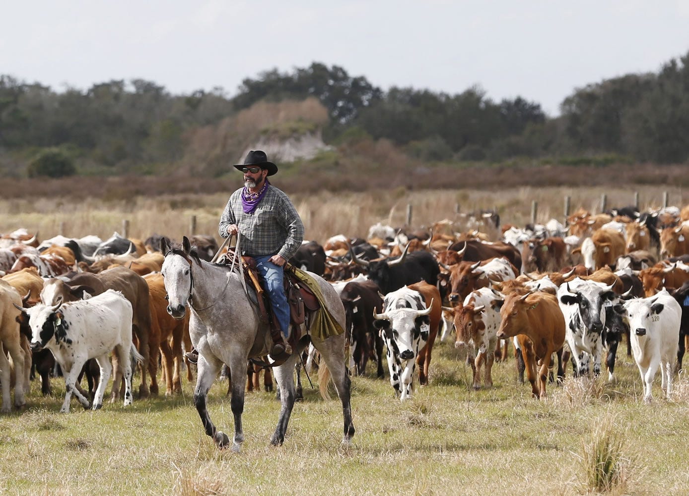 Cattle drive draws focus to Florida's cowboy history - The Columbian Cattle drive draws focus to Florida's cowboy history - The Columbian