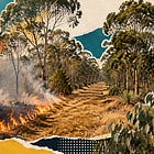 Planned burn scheduled for Nerang National Park