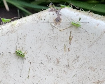 Insects that made it out from under the mower