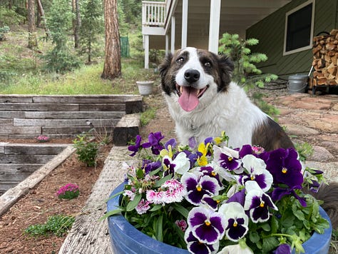 a border collie mixed breed dog in three photos - one sitting by a pot of flowers, one running in the snow, and one running with a large stick in her mouth