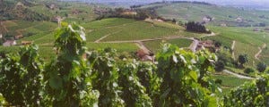 A vineyard in Fleurie, Beaujolais.