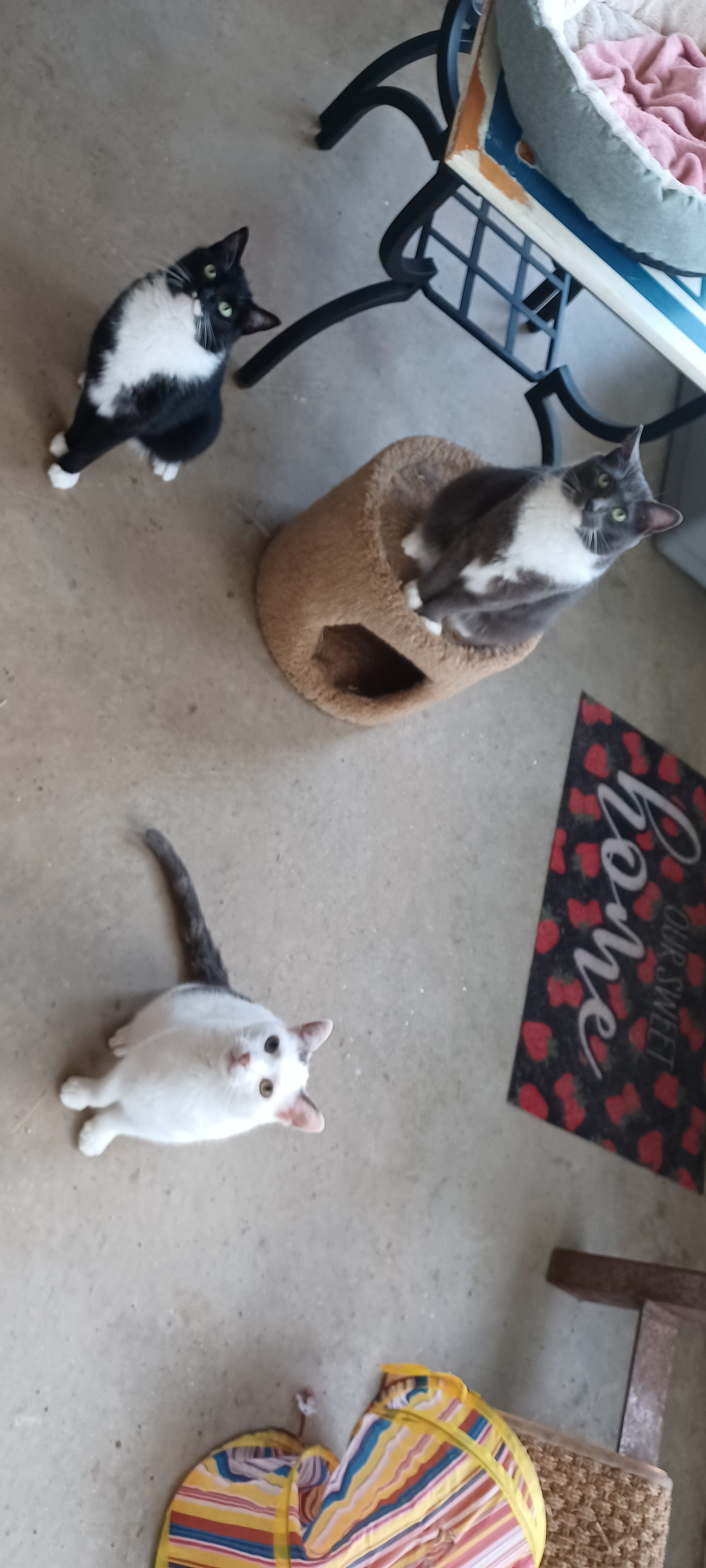 3 cats pose as though for an album cover. 3 cats pose as though for an album cover.