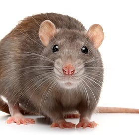 Rat!