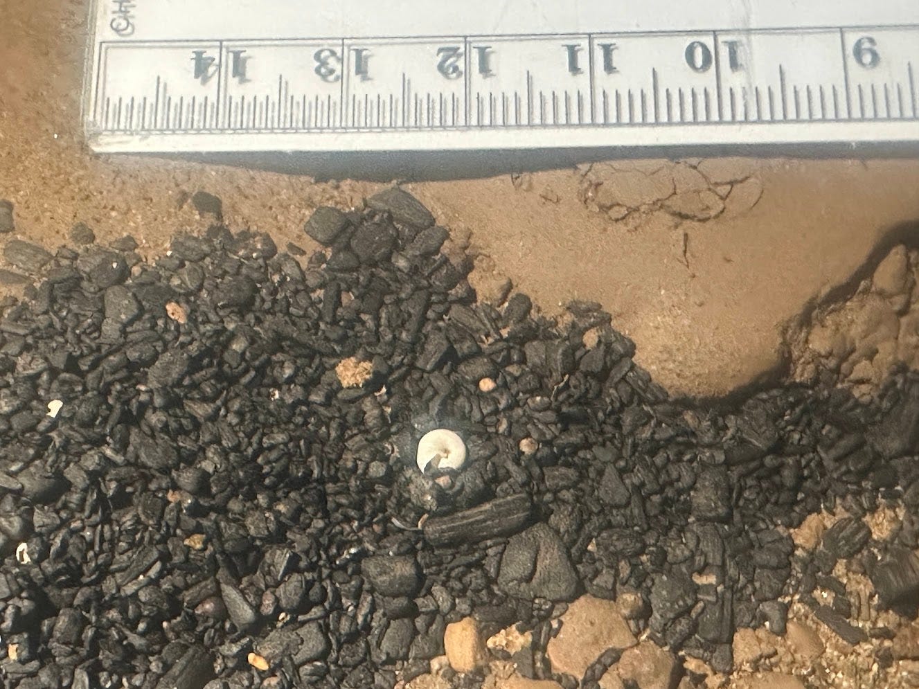 Small snail shell, with ruler for scale, 3mm wide, in a pile of charcoal Small snail shell, with ruler for scale, 3mm wide, in a pile of charcoal
