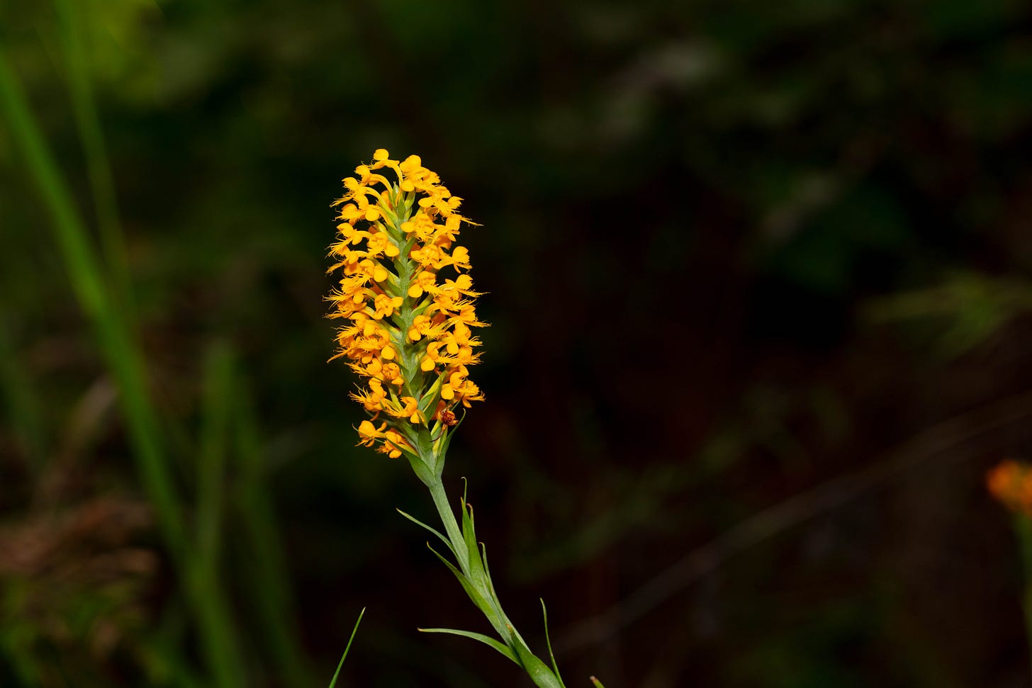 A single orange fringed orchid plant against a dark woodland background