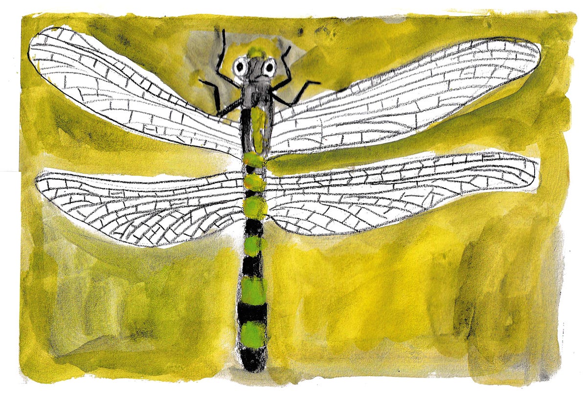 dragonfly illustration by Beth Spencer