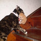 What The Biden Asylum Order Means And How It Will Work Until It's Struck Down In Court