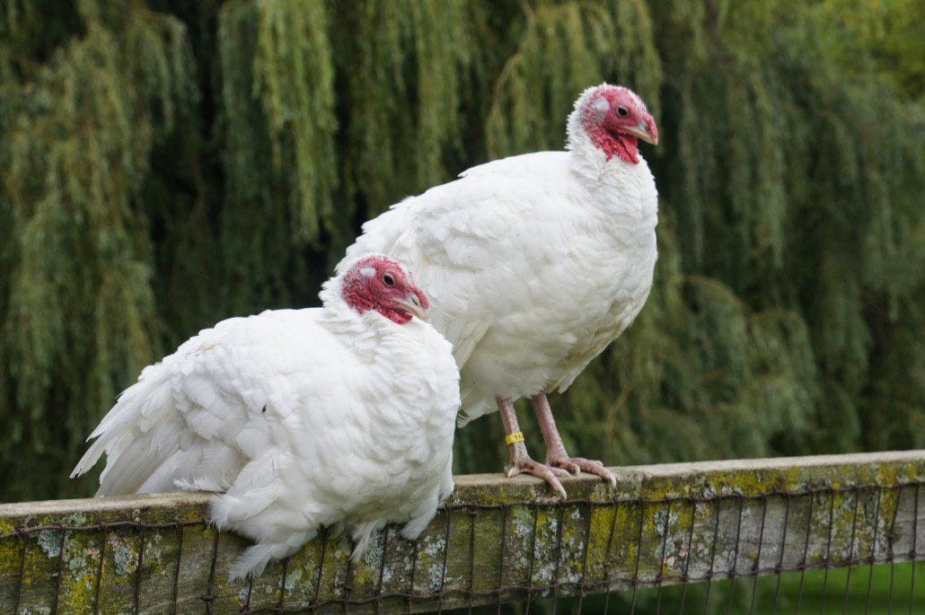 Two juvenile turkeys survey the scene. Two juvenile turkeys survey the scene.