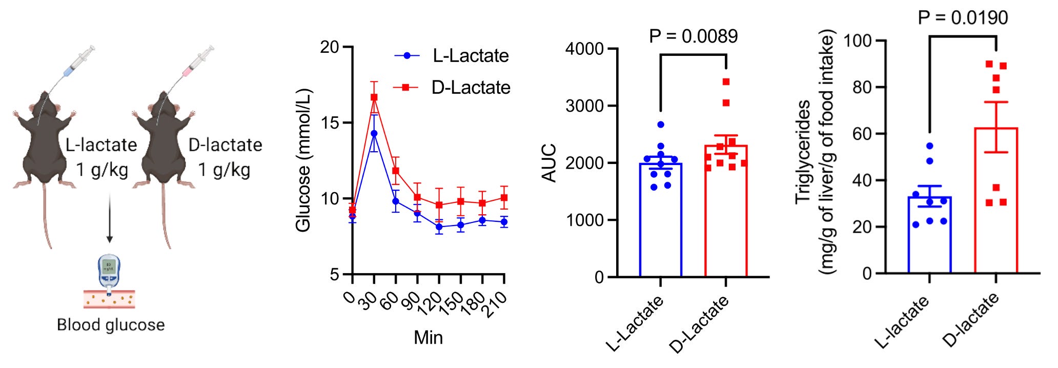 Lactate's Evil Twin Fuels Metabolic Chaos. How New Science Is Fighting ...