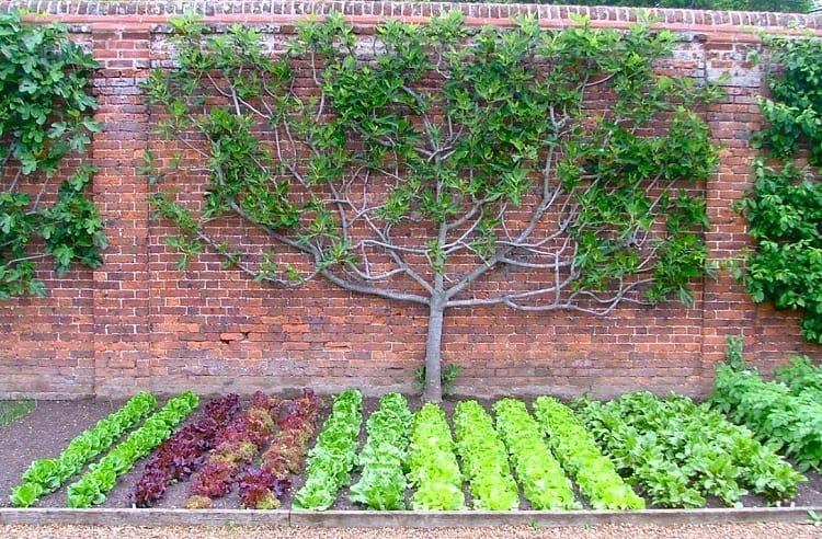 A Starter Guide To Urban Gardening | Harper's Nurseries