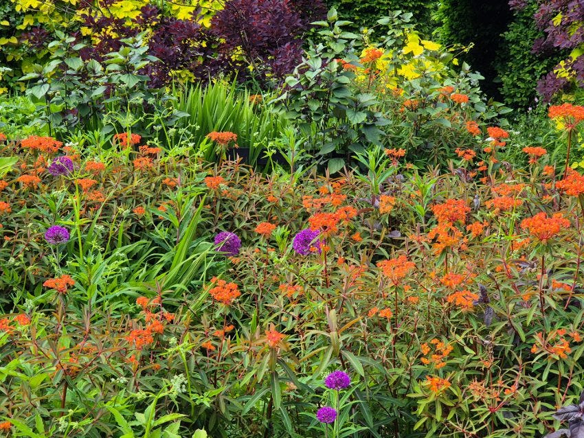 Euphorbia Fireglow with Allium Purple Sensation at Veddw Garden