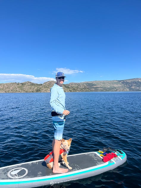 two cattle dogs paddle boarding with their humans