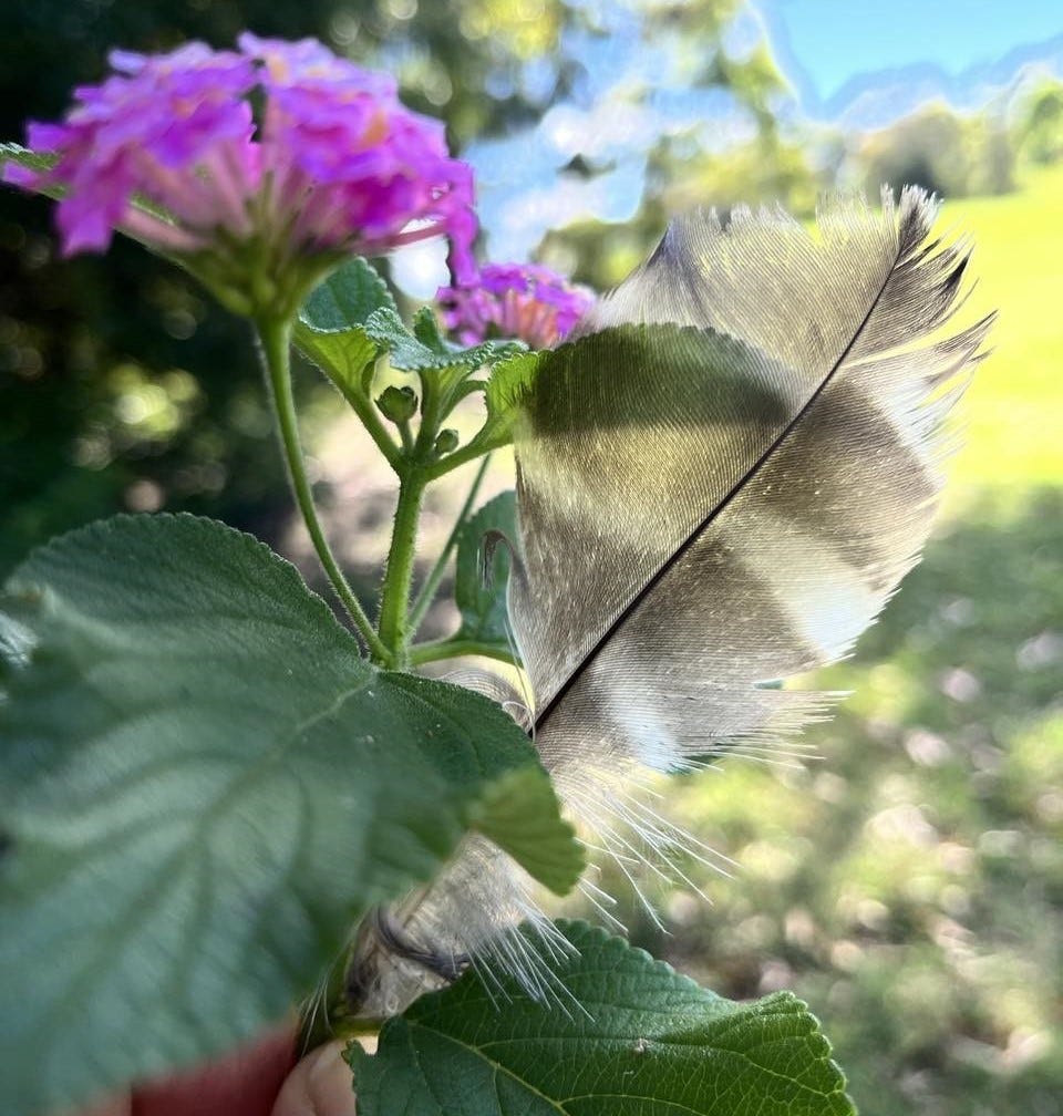flower and feather