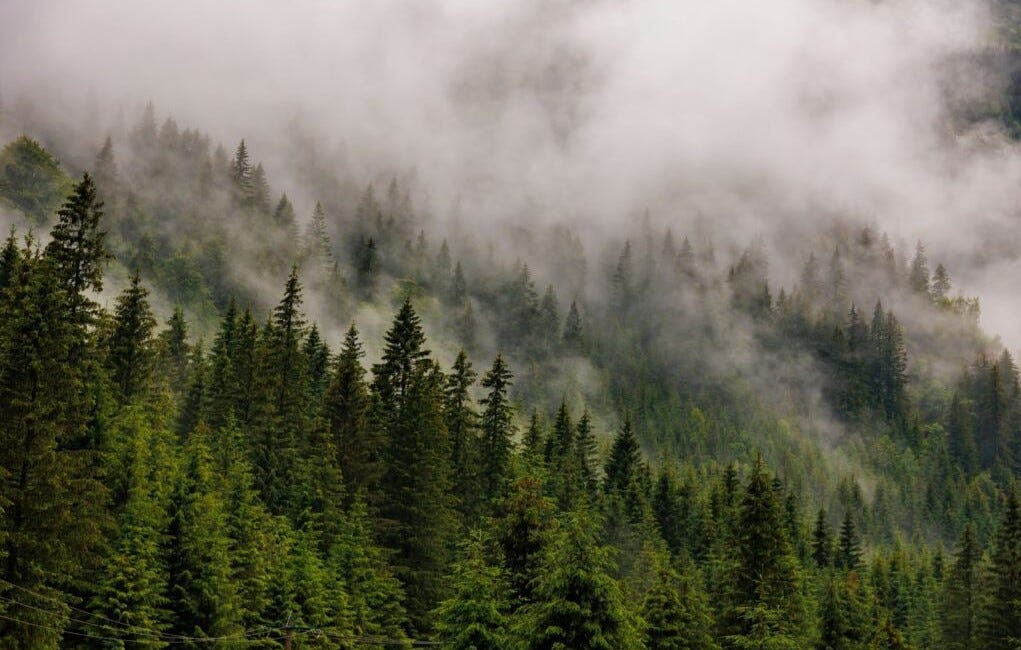 Befriending The Boreal: An Invitation To Get To Know Our Beloved Elder, Sister Balsam Fir