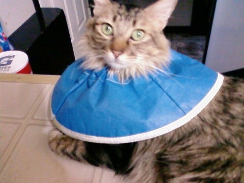 Chase blue collar cone of shame Chase blue collar cone of shame