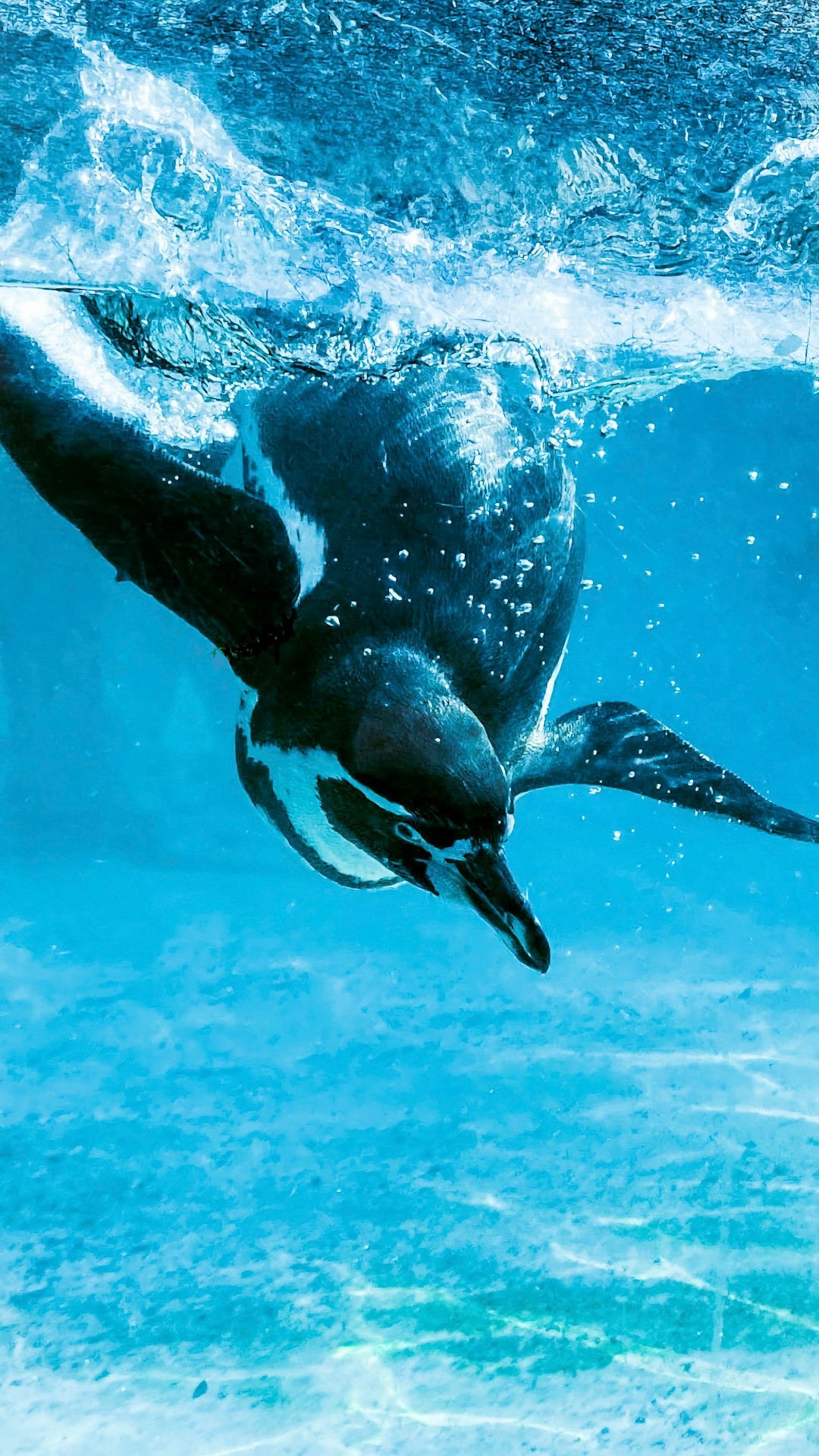 a penguin swims under the water in the ocean a penguin swims under the water in the ocean