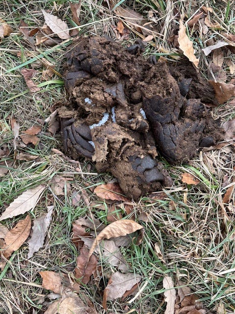 cow pie fertilizer cow pie fertilizer