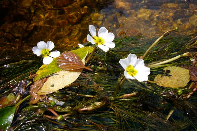 File:Ranunculus fluitans (5854313900).jpg