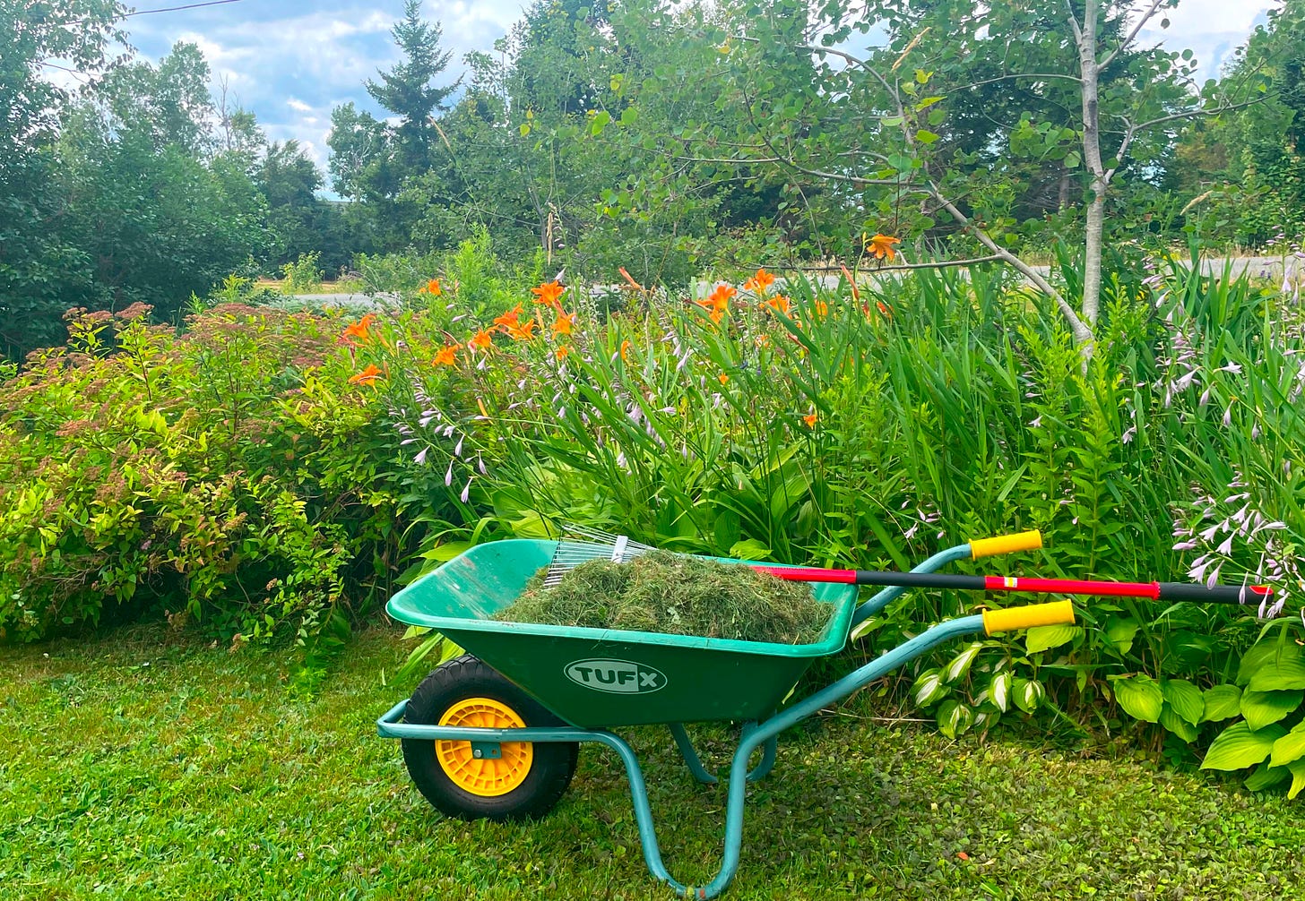 a green wheelbarrow full of grass cuttings with a rake on top is positioned in front of a tall garden with orange lilies. a green wheelbarrow full of grass cuttings with a rake on top is positioned in front of a tall garden with orange lilies.