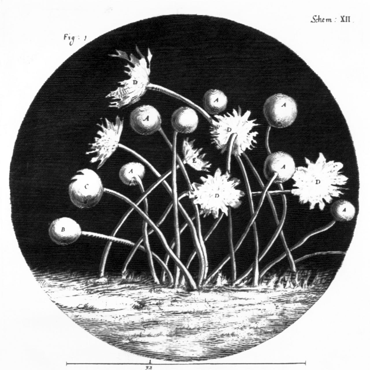 Historian of Science and Medicine