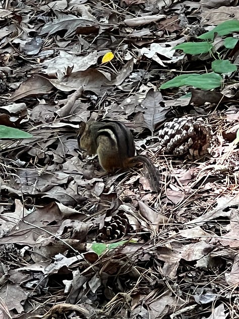 pictures from the birmingham botanical gardens