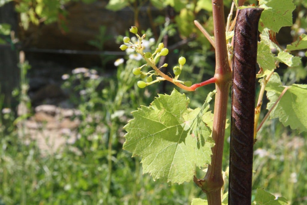 young vitovska vines