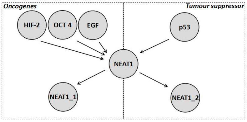 An external file that holds a picture, illustration, etc.
Object name is ncrna-06-00043-g002.jpg