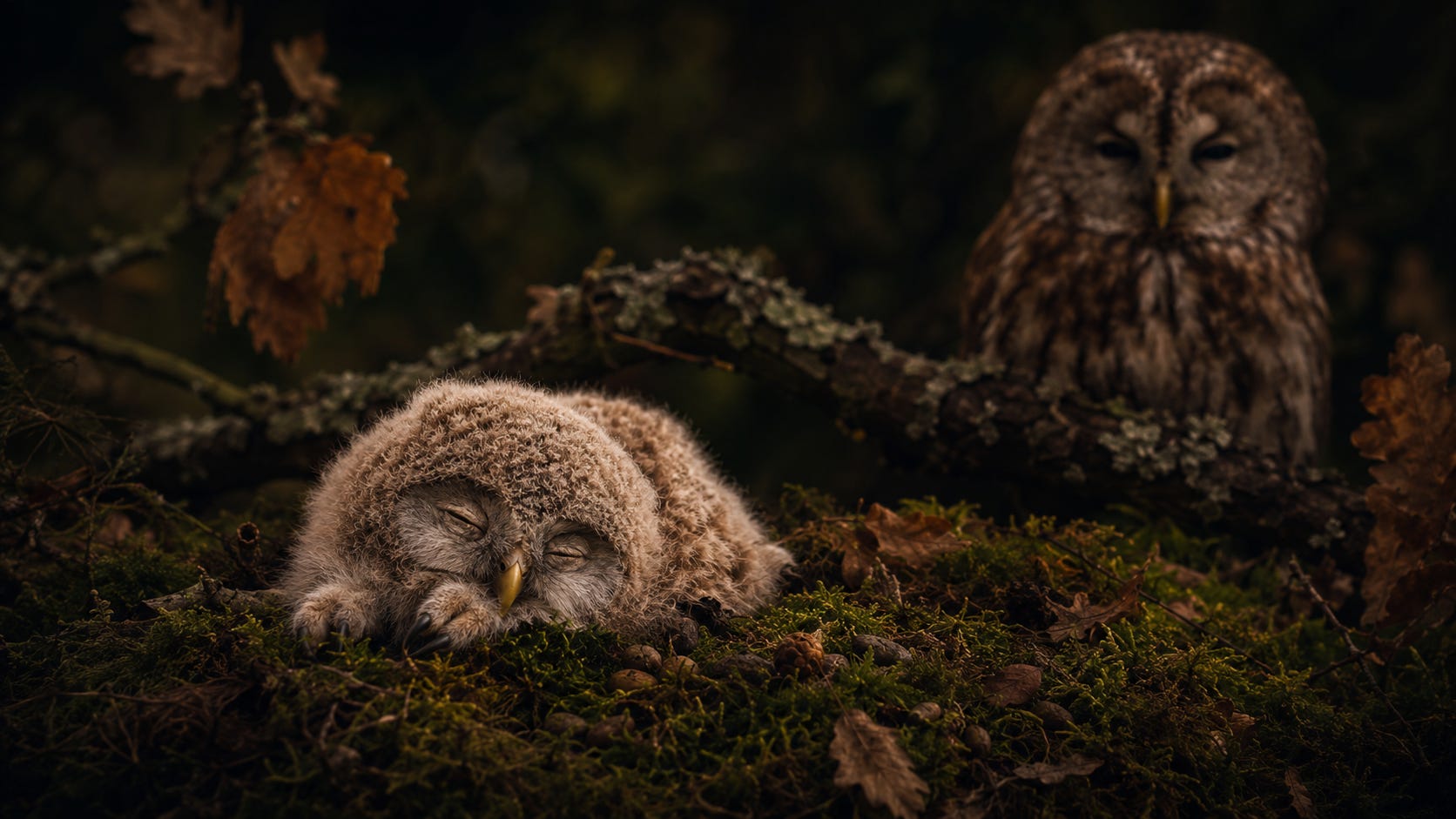 A sleepy baby owl rests face down on a moss-covered forest floor while a watchful parent owl stands quietly in the dark woodland behind, creating a peaceful and protective nighttime scene.