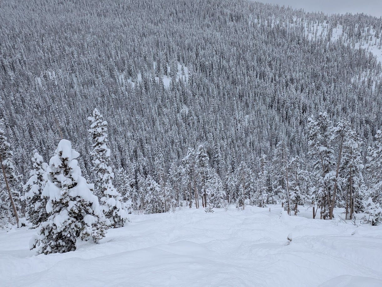 Image of a steep, treed slope at a ski resort on a powder day