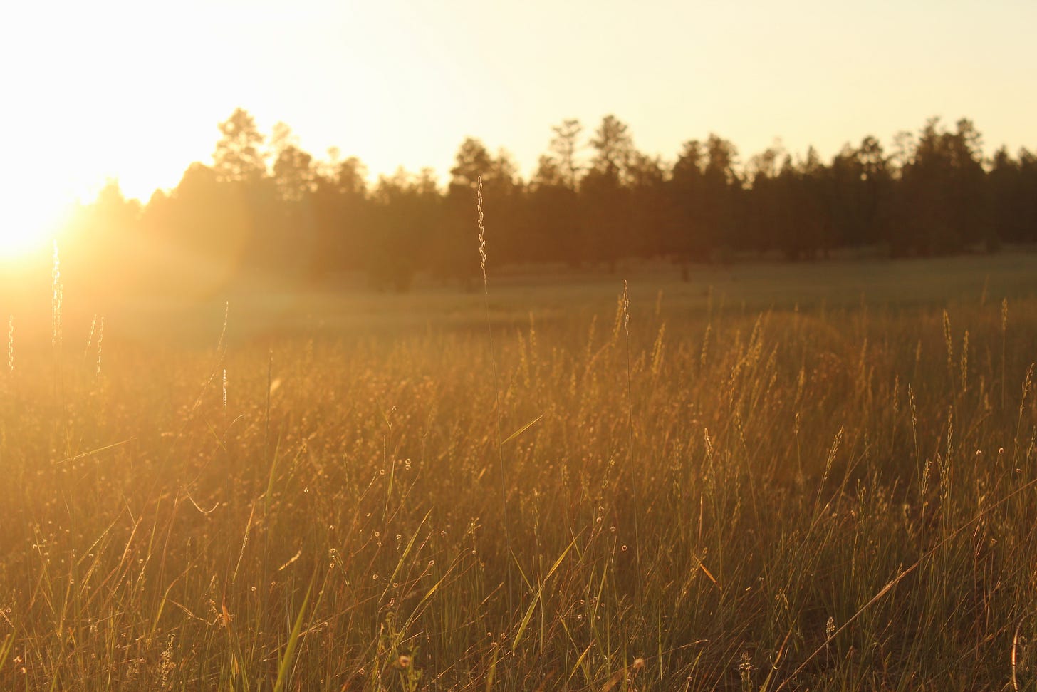 sunset lighting up a field, twinkling with blurry tree tops in the distance