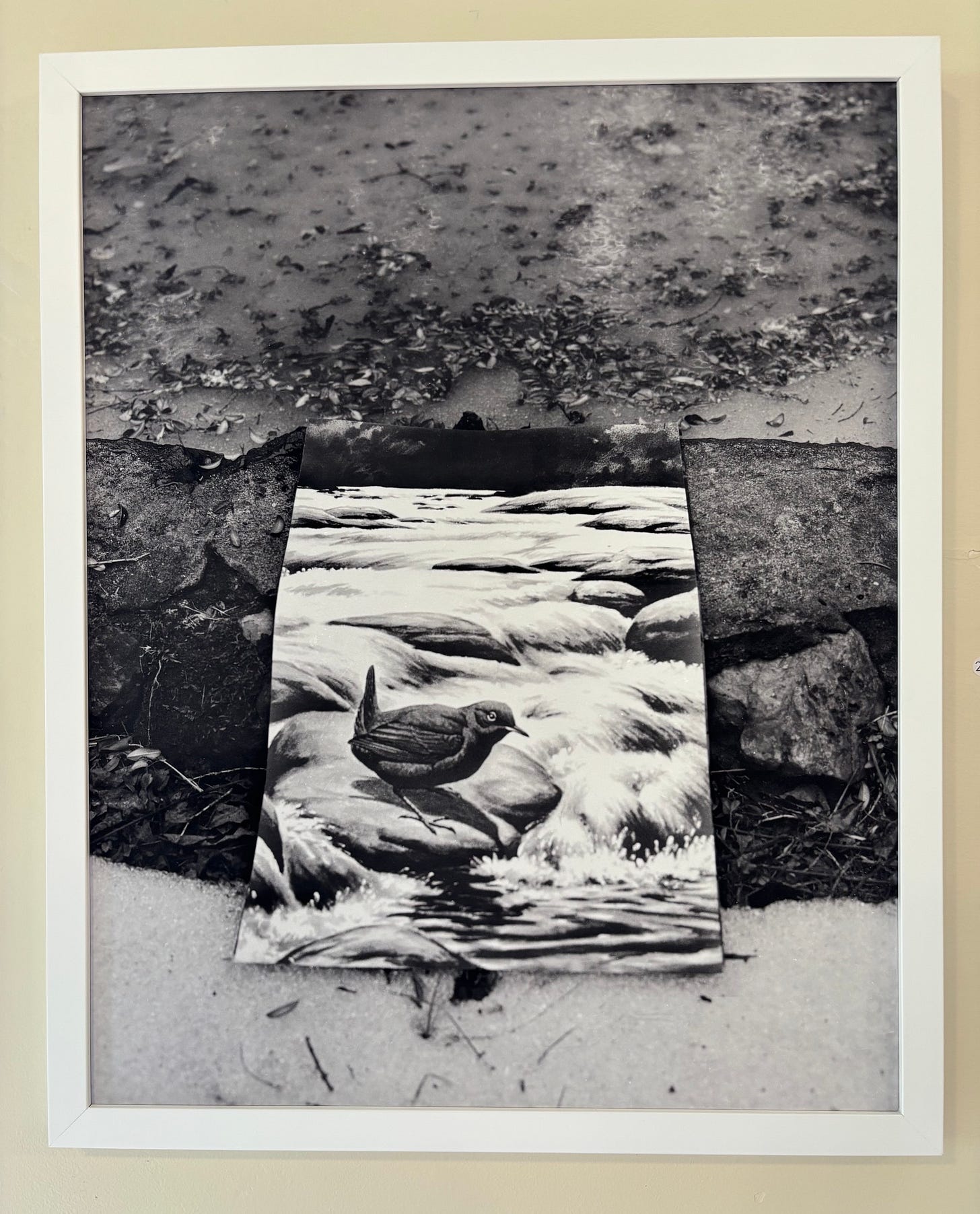 A black and white pohtograph by Rose Marasco in a white frame. The photograph shows a drawing of a bird laying on the ground by a lake that has frozen over during the winter. 