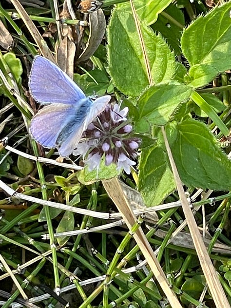 Common Blue butterfly, Pink Cats-tail, Marsh Orchid, Strawberry Clover, Water Mint, Yellow Rattle, Grass of Parnassus, and Red Admiral on Hemp-agrimony.