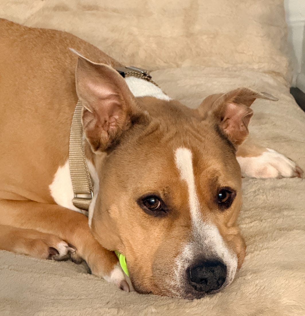 Elvis looking at the camera while relaxing on his bed