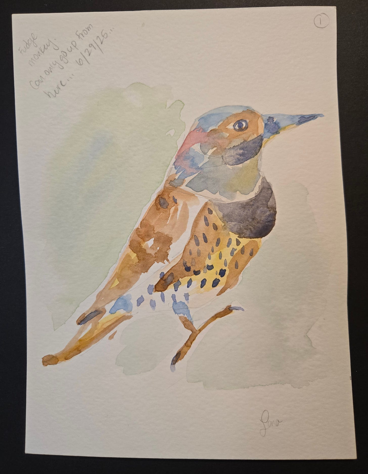 Loose watercolor sketch of a gilded flicker with spotted breast and colorful head markings, painted June 2025.