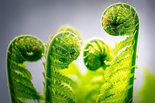 Fern, Growth, Nature, Green, Plant