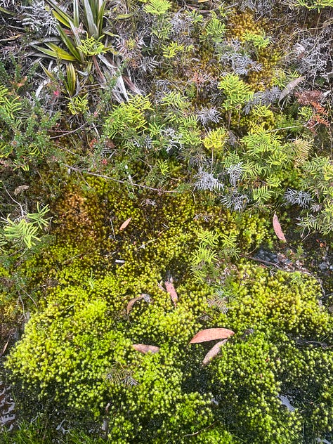waterfalls, lakes and alpine vegetation