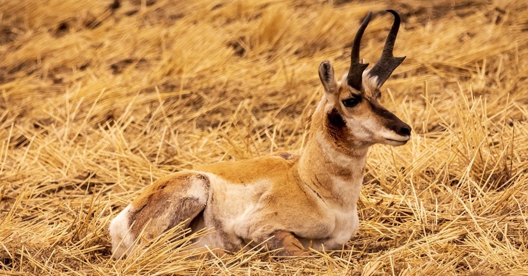brown deer on brown grass field during daytime brown deer on brown grass field during daytime