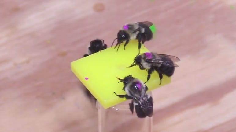 Image of bumble bees on plastic flower. Image of bumble bees on plastic flower.