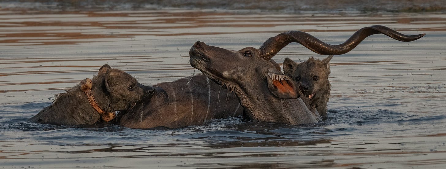 Hyenas eat live kudu Hyenas eat live kudu
