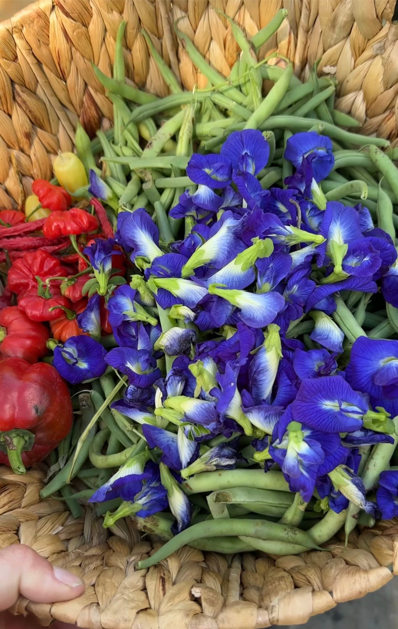 A woven basket of purple flowers, red peppers, and green beans.