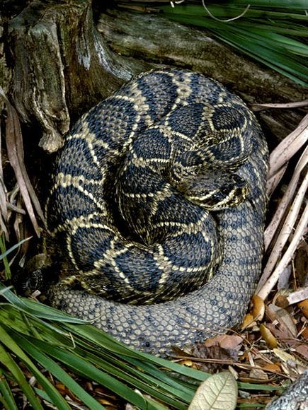 diamondback-rattlesnake_513_600x450