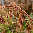 The Changing Color Palettes in the Garden