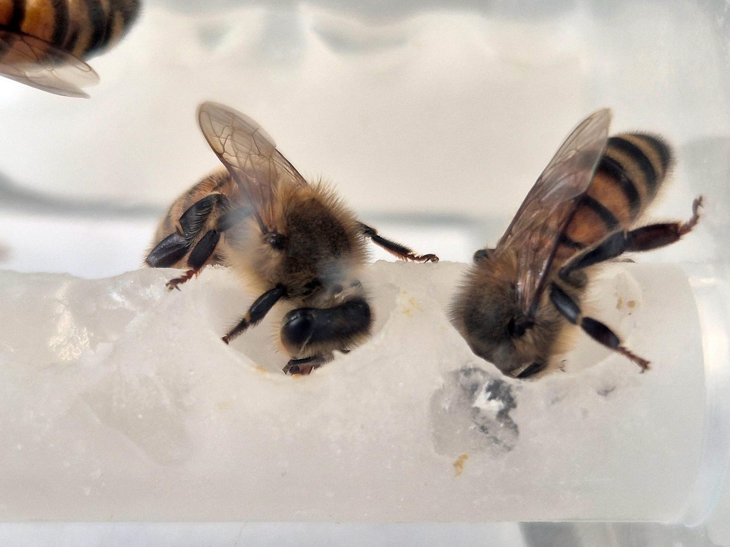 Picture of bees eating the synthetic food