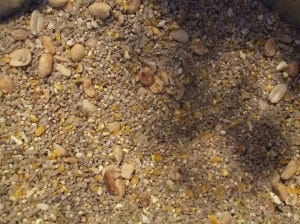 survival seed