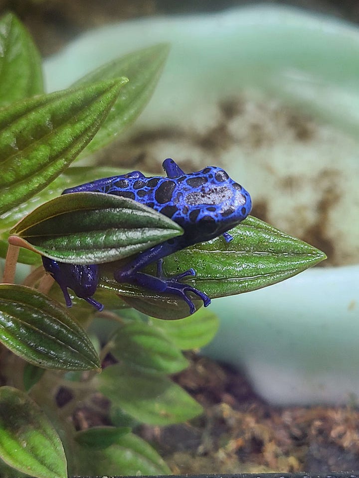 Two blue dart frogs on leaves in a vivarium, with varied patterns on their backs.